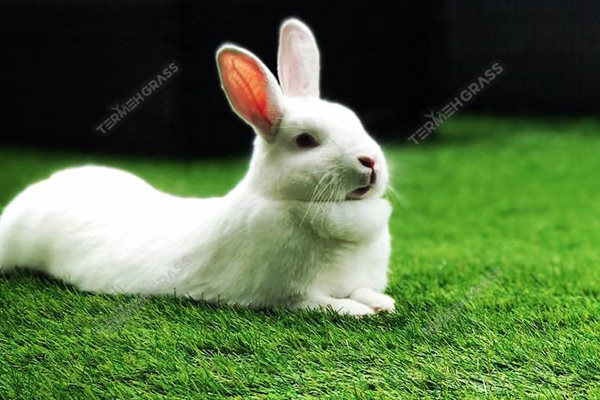 چمن مصنوعی برای خرگوش