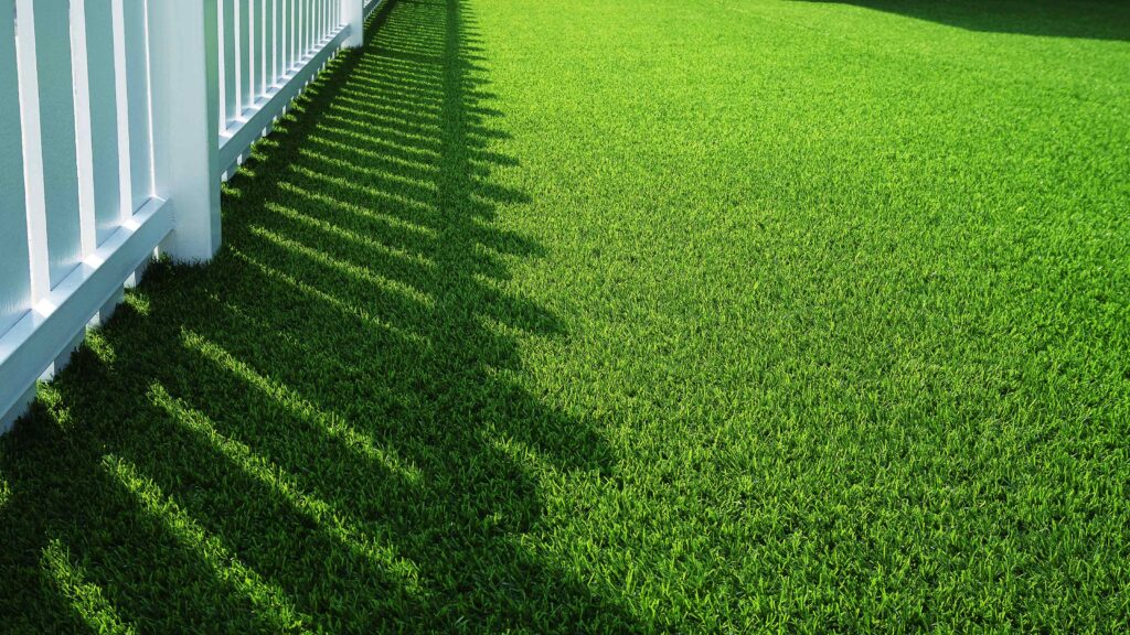 توزیع و پخش termeh grass در سراسر کشور